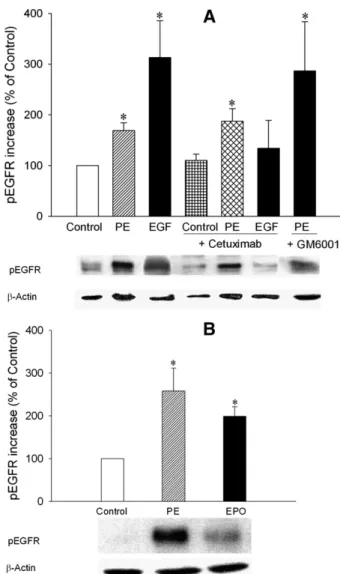 Fig. 2. Phosphorylation of EGFR (pEGFR) was investigated after 10 mM PE (10-minute) or 1 nM EGF (10-minute) stimulation in the absence or presence of the anti-EGFR monoclonal antibody cetuximab (5 mM, 2-hour preincubation) or broad spectrum MMP inhibitor G