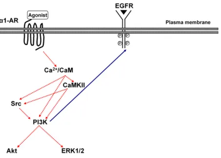 Fig. 8. Model of a 1 -AR –mediated transactivation of EGFR in CHO cells. Activation of the a 1 -AR leads to EGFR  trans-activation via an intracellular mechanism involving calcium/