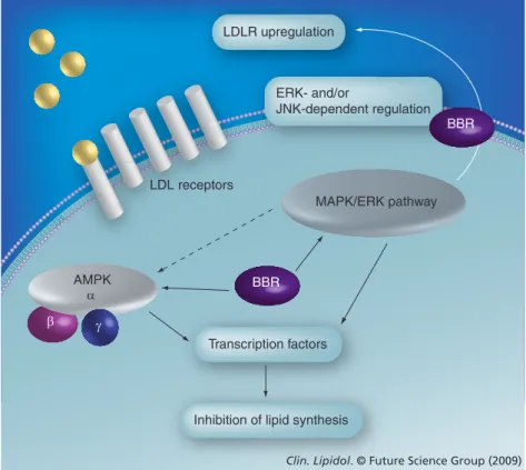 Figure 2. Cellular actions of berberine in lipid metabolism. AMPK (previously  termed HMG-CoA reductase kinase) plays a key role in cellular energy homeostasis,  as a cellular sensor for cellular ATP levels