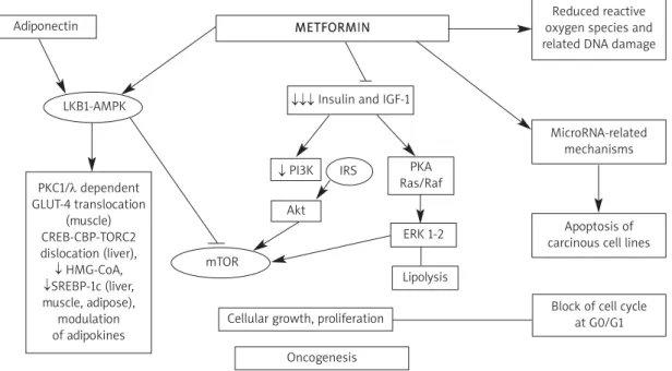 Figure 1. Metformin mechanism of action