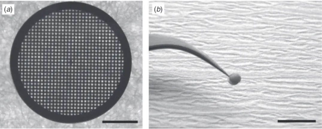 Fig. 4. Histological sections of tissues from (a) the control group, (b) slow freezing group and (c) vitrification group showing: Pd, primordial follicle;