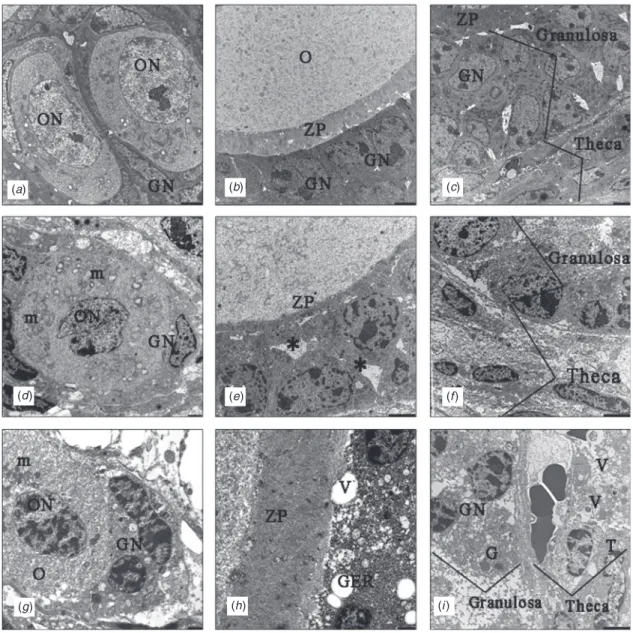 Fig. 5. Transmission electron microscopy of tissue sections from the (a–c) control group, (d–f ) slow freezing group and (g–i) vitrification group showing: ON, oocyte nucleus; GN, granulosa nucleus; O, oocyte; ZP, zona pellucida; T, theca; m, mitochondrion