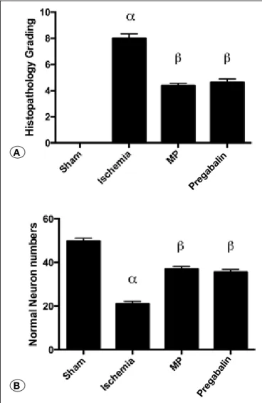 Figure 4: Transmission electron microscopy of the sham and  ischemia groups. (A) micrograph shows ultrastructurally normal  myelinated axon (B)  Ischemia  reperfusion  injury  electron  micrograph  showing  seperations  (*)  and  interruptions  (arrow)  in