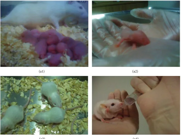 Figure 8: Newborns (offspring) after pairing healthy females with rAT-MSC-injected males with busulfan-treated testes