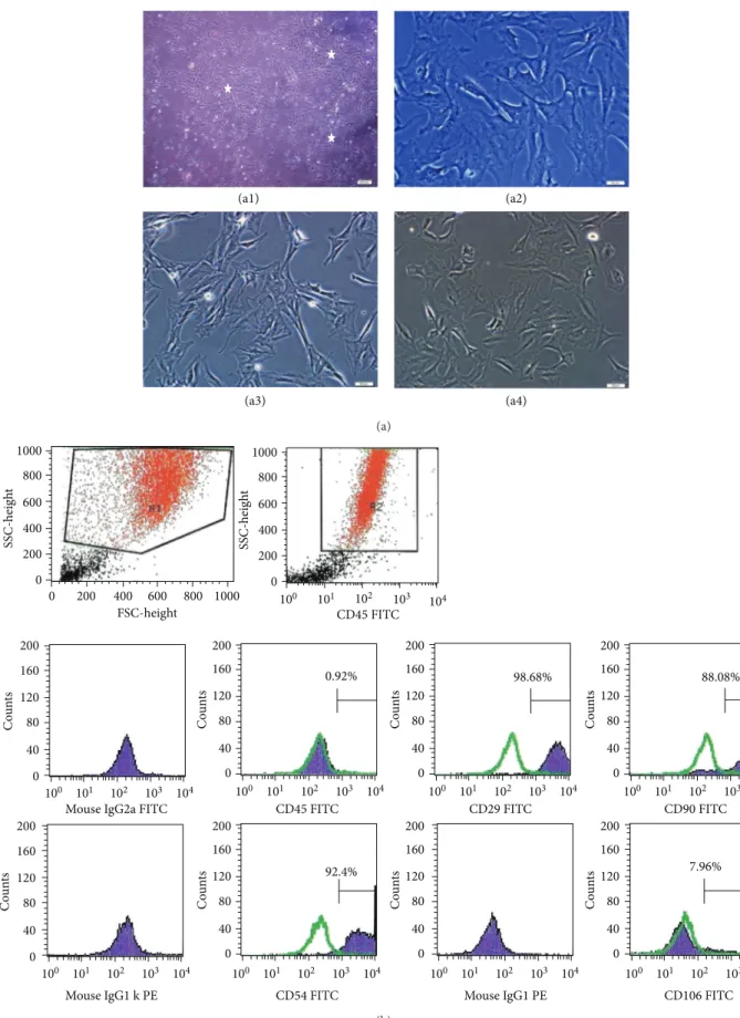 Figure 1: Morphological and phenotypic characteristics of rAT-MSCs. During the onset of culture (a1: P0-5th day), the isolated cells from rat adipose tissue formed single-cell-derived colonies (arrows)