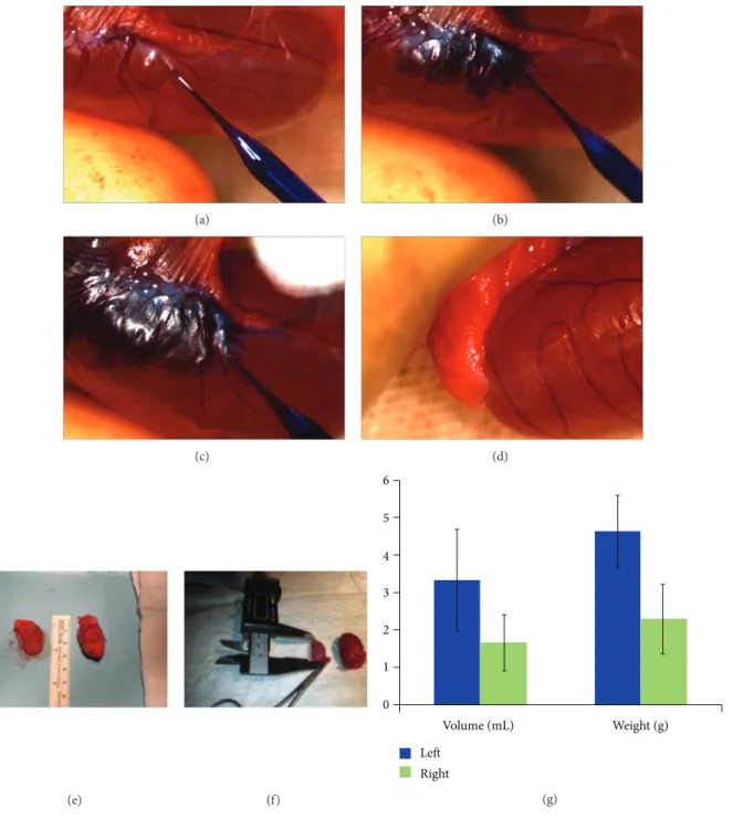 Figure 4: Cell transplantation into rete testis and morphological analyses of testes after 12 weeks