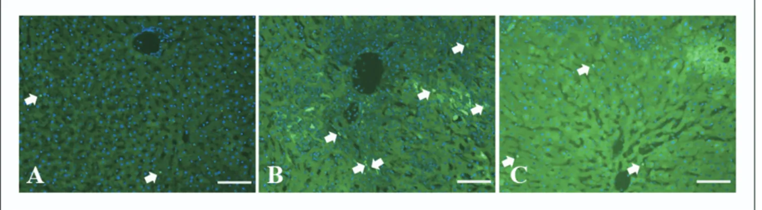 Fig. 3. TUNEL assay of liver tissue. (A) Group 1, scale bar ⫽ 40 ␮m; (B) group II, scale bar ⫽ 20 ␮m; (C) group III, scale bar ⫽ 40 ␮m