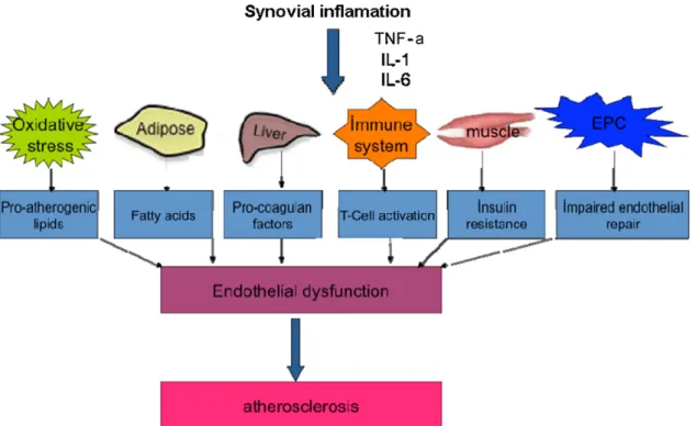 Fig. 1. Inﬂammatory pathways linked to the development of atherosclerosis in patients with rheumatoid arthritis