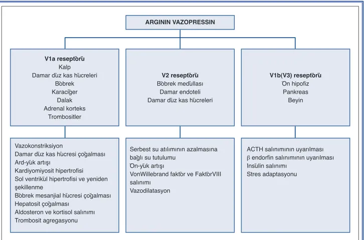 Şekil 2. Arginin-vazopressin reseptörleri ve etkileri.