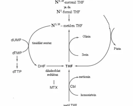 Şekil 3. Folat metabolizması
