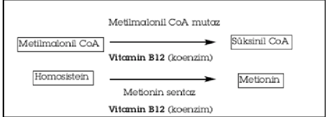Şekil 6. Vitamin B12’nin Koenzim Olarak Görev Aldığı Reaksiyonlar