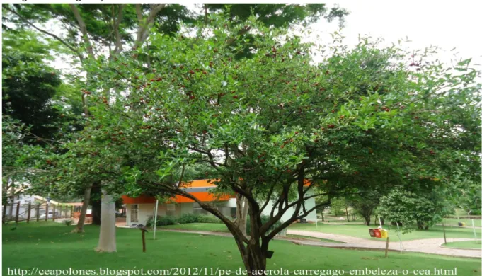 Şekil 1. Brezilya’da bir evin bahçesinde bulunan Barbados kirazı ağacından bir görünüş (Zaleski, 2014)