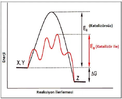 ġekil  1.2.  X+Y‟in  Z‟yi  verdiği  varsayılan  bir  ekzotermik  kimyasal  reaksiyonda  bir  katalizörün  etkisini  gösteren  genel  potansiyel  enerji  diyagramı