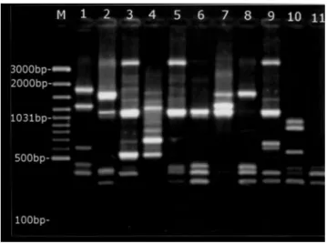 Fig. 1. RAPD types of C. jejuni isolates obtained from the gall bladder samples from cattle, using the OPA-11 primer