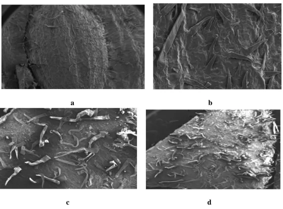 Figure 3. Plant parts of M. lasiocarpa with SEM a) fruit, b) fruit surface, c-d) leaf surface