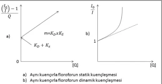 Şekil 1.5. Aynı kuençırla floroforun dinamik ve statik kuençleşmesi (Bozkurt 2007) 
