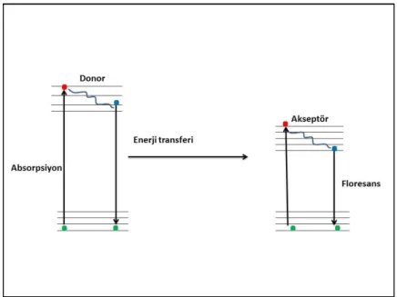 Şekil 1.8. Floresans enerji transfer prosesi (Toprak 2006) 