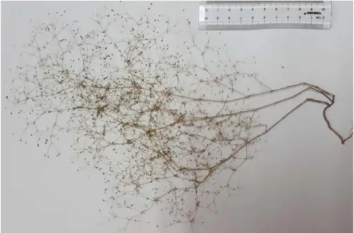 Figure 7. Galium bingoelense Y›ld. &amp; Ö. K›l›ç, habitus in vitro  (ﬁ. Y›ld›r›ml› 40313 &amp; Ö