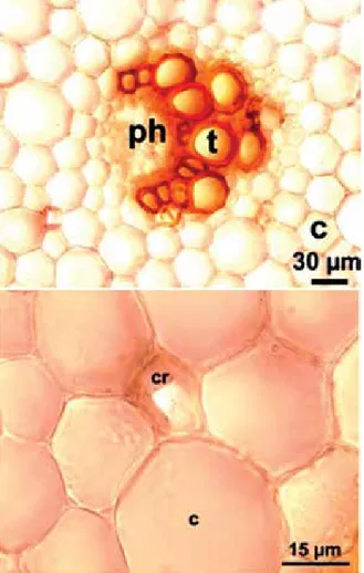 Figure 8. Cross section of scape of G. antakiensis, c: cortex,  cr:crystal, ph: phloem, t:trachea