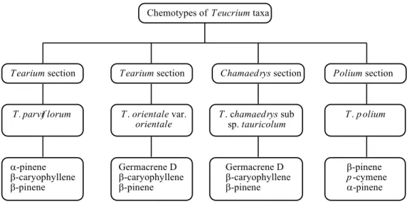 Fig. 1:  Chemotypes of studied East Anatolian (Bingol) Teucrim taxa 
