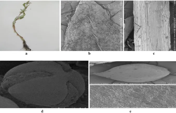 Figure 2. (a) Lower surface of leaf, (b) upper surface of leaf, (c) stem, (d) ochrea, (e) seed of P