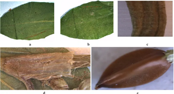 Table 3. Comparisons of examined specimen (P. arenastrum) with Flora of Turkey. 