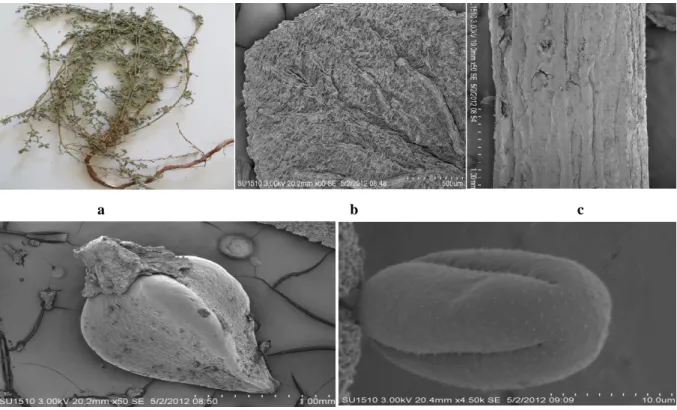 Figure 5. General view (a), leaf surface (b), stem (c), seed (d) and pollen (e) of P. arenastrum