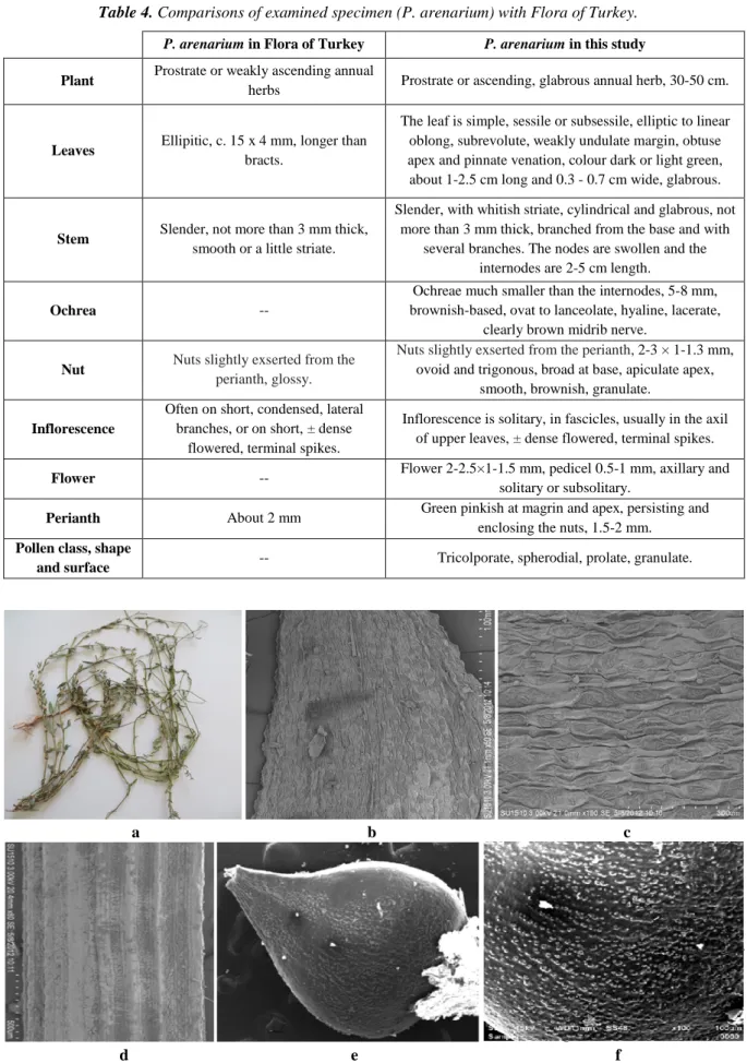 Table 4. Comparisons of examined specimen (P. arenarium) with Flora of Turkey. 