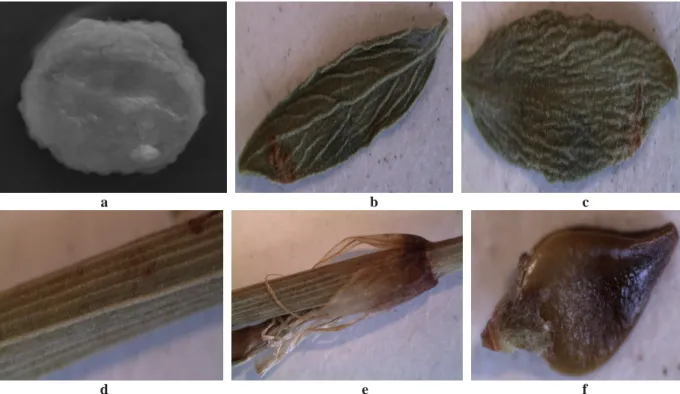 Figure 8. (a) Pollen (b) lower surface of leaf, (c) upper surface of leaf, (d) stem, (e) ochrea, (f) seed of P