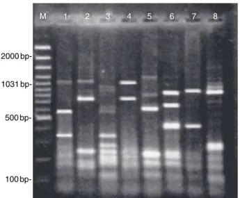 Fig. 2 Flagellin typing of Campylobacter jejuni strains isolated from the faecal samples of cattle using the restriction endonuclease DdeI