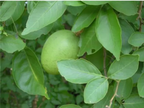 Figure 1. An imaging of the fruit-bearing Bael tree