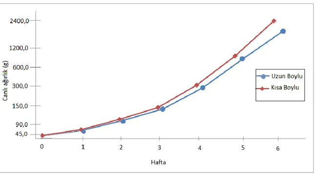 Şekil 4.4. Boy uzunluğu gruplarına ait canlı ağırlıkların haftalara göre değişimi 