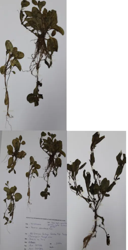 Fig. 2. Holotypes of V. edremitense A.Öztürk &amp; Ö.Kılıç 