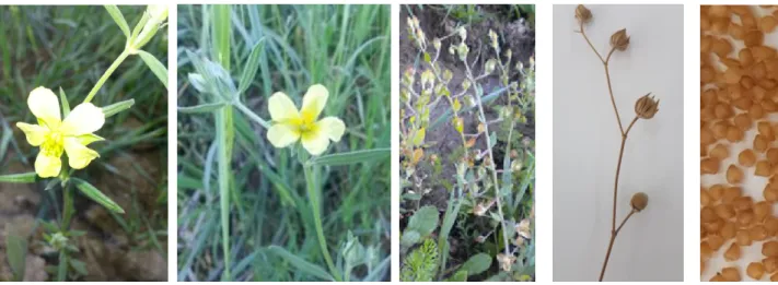 Fig. 1. Pictures taken at different periods (flower, capsule and seed) ofHelianthemum ledifolium (L.) Miller var