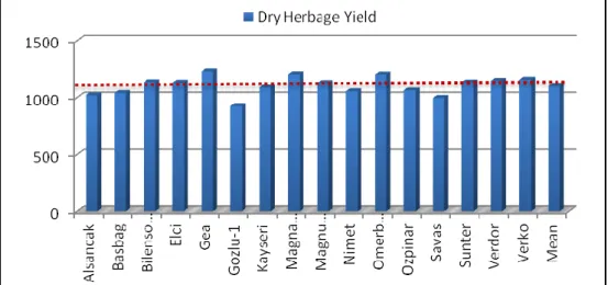 Figure 2. Dry herbage yield of alfalfa cultivars 