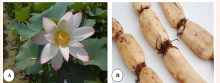 Figure 1: Different parts of N. nucifera (A) whole plant (B) rhizome.