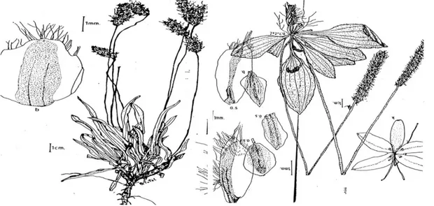 Figure  2.  Leaf  structure  of  some  Veronica  species:  1.  V.  davisii,  2.  V.  telephiifolia,  3