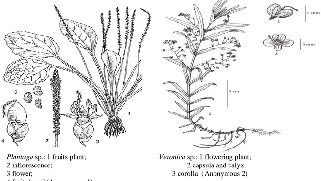 Figure 5. General view of some Plantago and Veronica species (physiognomic-morphologic)