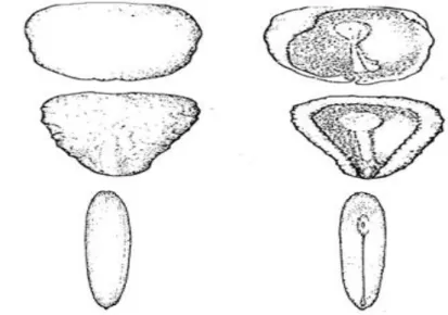Figure 9. Seed structure of some Veronica taxa 