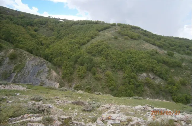 Şekil 4.1. Populus tremula ve Quercus petraea subsp. pinnatiloba topluluğundan bir görünüş 