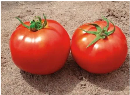 Figure 3.2. BT H2274 tomato variety 