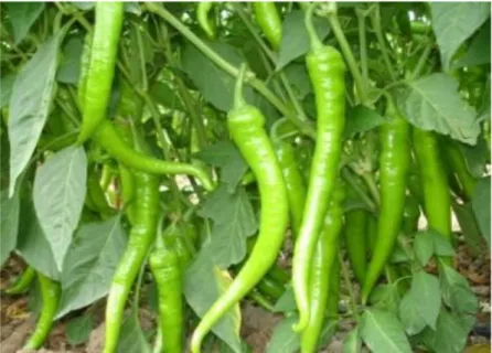 Figure 3.3. BT Ince Sivri Kıl ACI-016 pepper variety 
