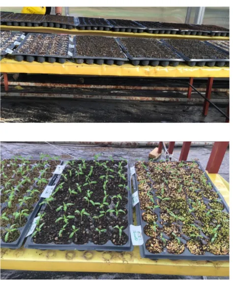 Figure 3.5. Seedlings trays placed on greenhouse benches 