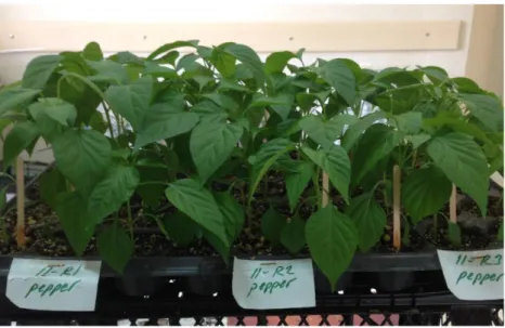 Figure 3.7. Six week old pepper seedlings 
