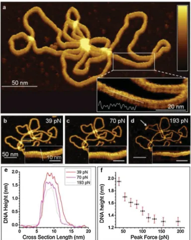Fig. 2. AFM topography of a plasmid, showing the general appearance of the DNA helix under varying peak forces (a–d)