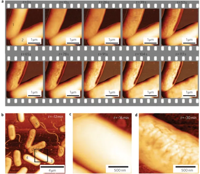 Fig. 3. The effect of an antimicrobial peptide (CM15) on E. coli cell walls, as observed by high-speed AFM