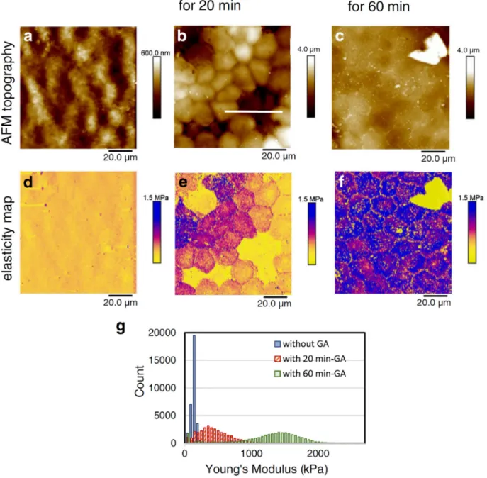 Fig. 4. Effect of ﬁxation on cellular elasticity. Unﬁxed (a, d) and GA-ﬁxed (b and e for 20 min; c and f for 60 min) cells have distinct appearances and elastic moduli; with GA ﬁxation greatly increasing cellular Young’s moduli in a time-dependent manner (