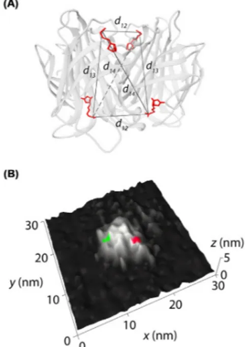 Fig. 3 (A) Model of the crystal structure of the protein streptavidin, with four biotins (shown in red) attached to binding sites as anchors for DNA markers
