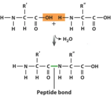 Figure 2.6: Condensation of two amino acids to form a dipeptide through a peptide bond