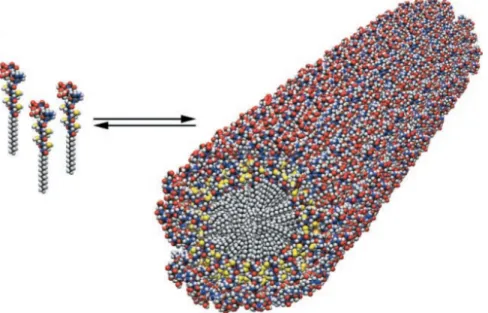Figure 2.8: Self-assembly of PA molecules into a cylindrical micelle. From ref [1].